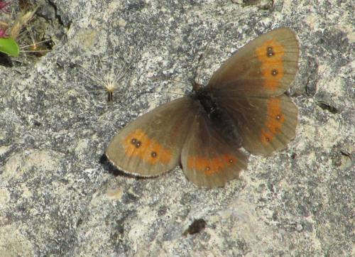 Réf. 195 346 : Erebia euryale